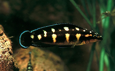 Julidochromis transcriptus 'Bemba'